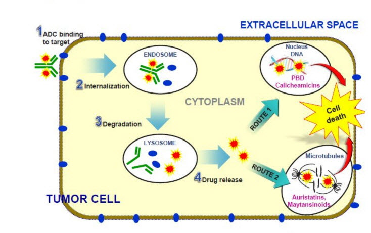 extracellular space