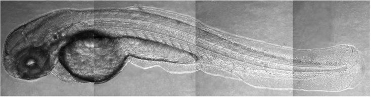 Lab Imaging of zebrafish embryos