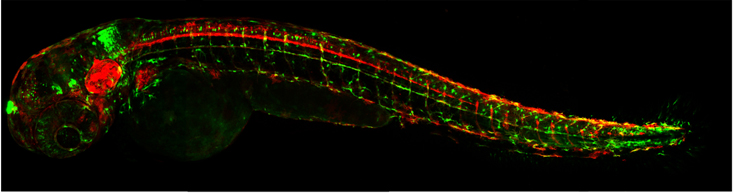 Lab Imaging of zebrafish embryos