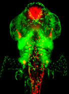 Lab Imaging of zebrafish embryos