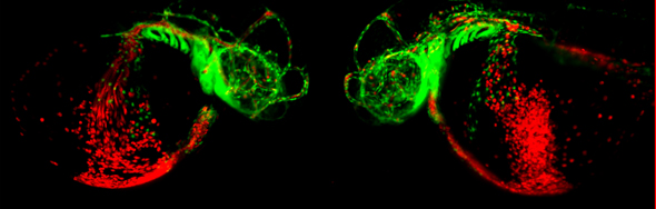 Lab Imaging of zebrafish embryos